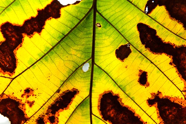 Green leaf texture