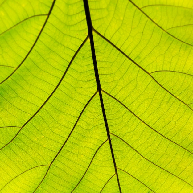 Green leaf texture