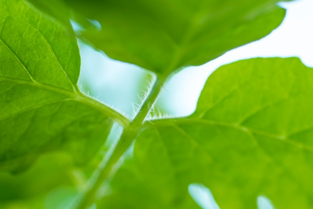 Green leaf texture