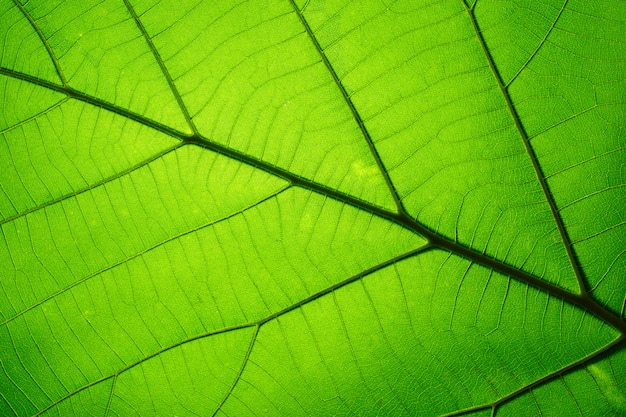 Trama di foglia verde