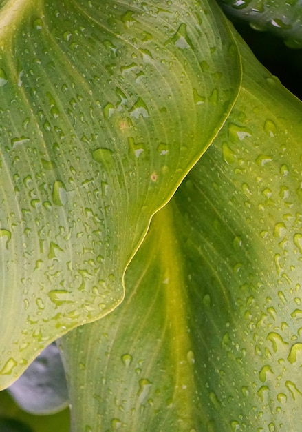  green leaf texture     