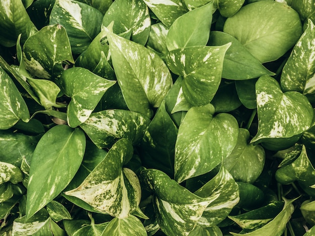 Green leaf texture