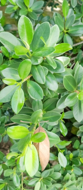 green leaf texture