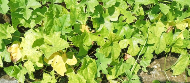 green leaf texture