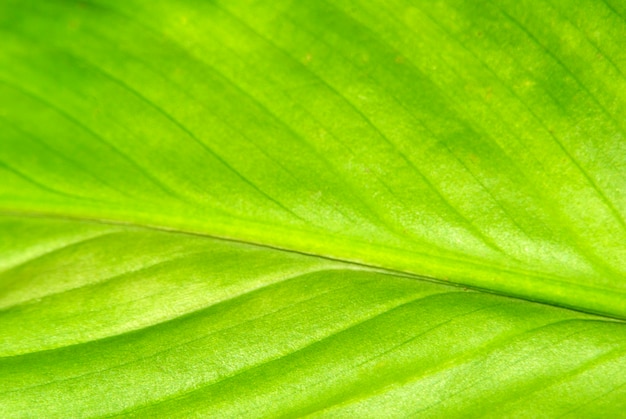 Текстура зеленых листьев