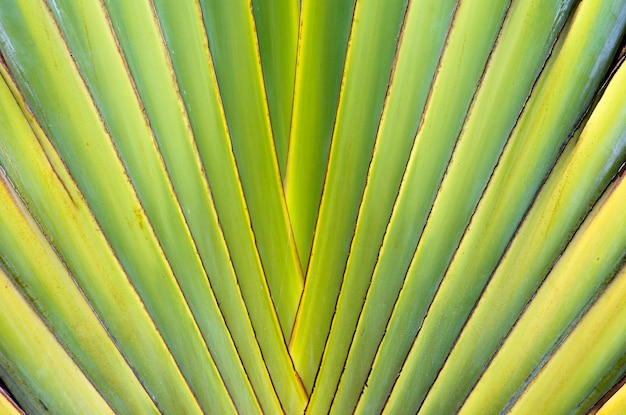 Green leaf texture