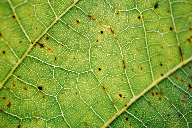 green leaf textured abstract background. leaf veins