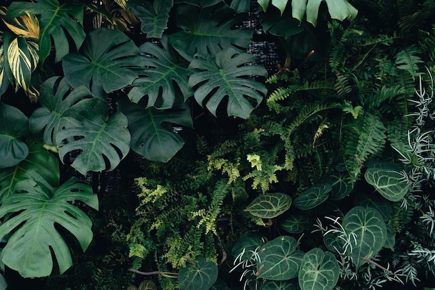 Текстура зеленого листья, тропическая текстура листьев и темный фон листьев.