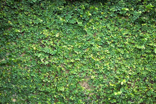 Green leaf, tiny green leaf, natural green background