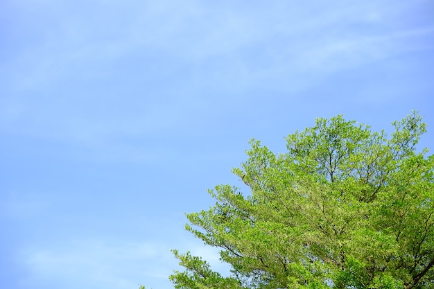 The green leaf of the tree on the corner and the blue sky