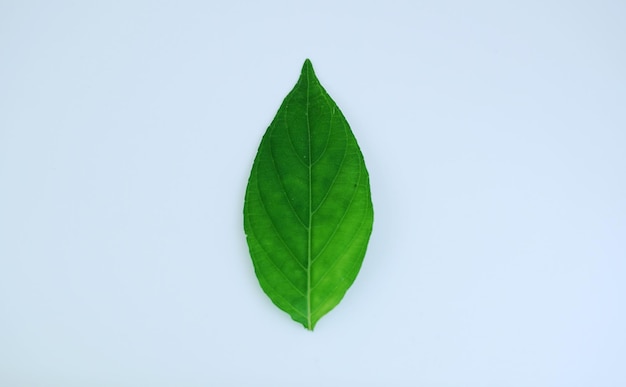 Albero di foglia verde su sfondo bianco