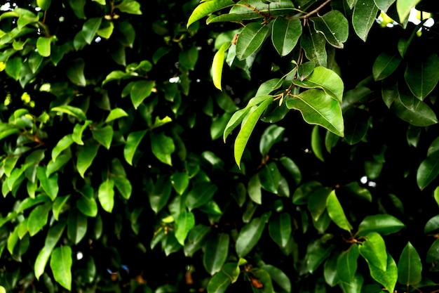 Green leaf on tree