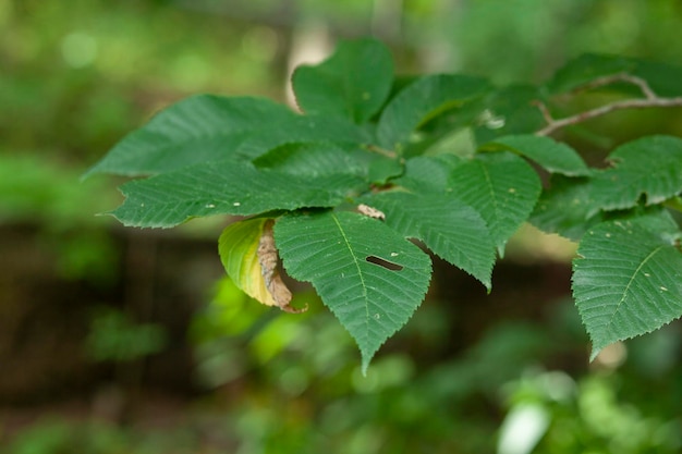 The green leaf of the tree