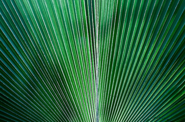 Зеленый лист тропический текстура фон