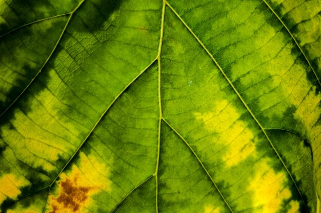 green leaf turn to yellow texture macro closeup background