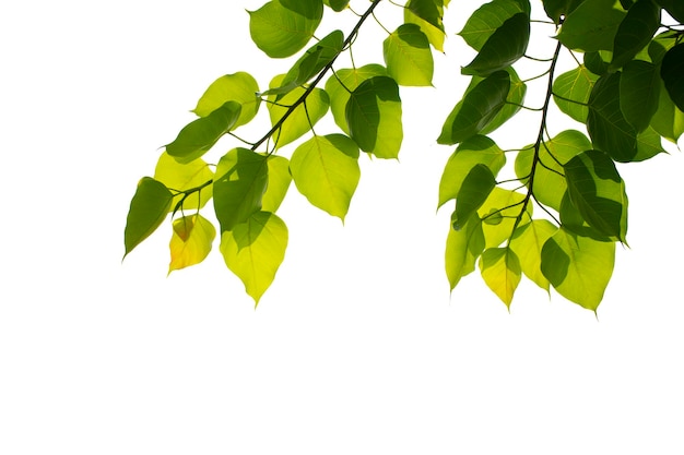 Green leaf and twig isolated on white background