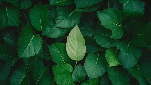 緑の葉を背景または壁紙として使用する自然コンセプト