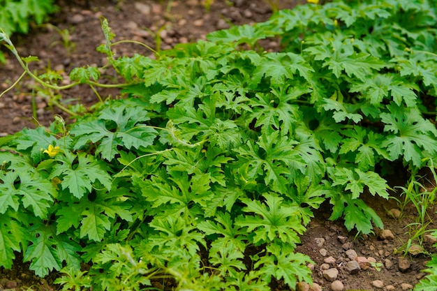 農地の野菜の緑の葉。