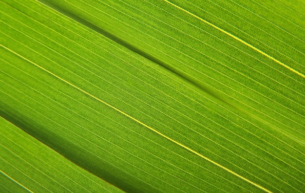 Green leaf vein background image