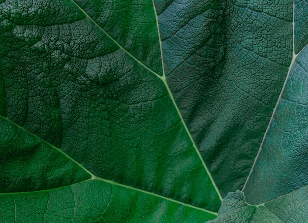 Green leaf vein close up branch ornamental big nature tropical