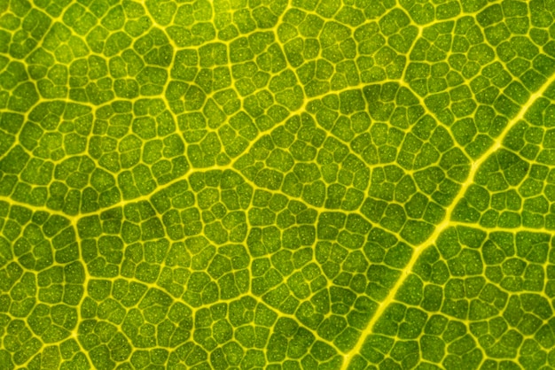 현미경 매크로 샷에서 녹색 잎 정맥 세부 사항