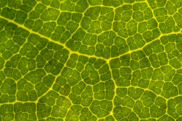 Детали прожилок зеленого листа на микроскопическом макросъемке