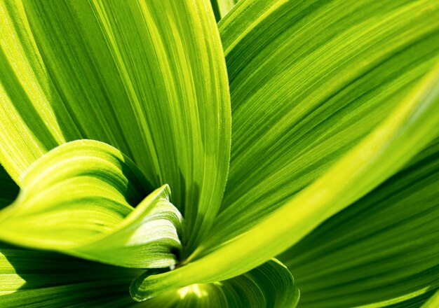 Green leaf. Veratrum, False Hellebore texture closeup