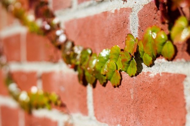 Green Leaf Vine