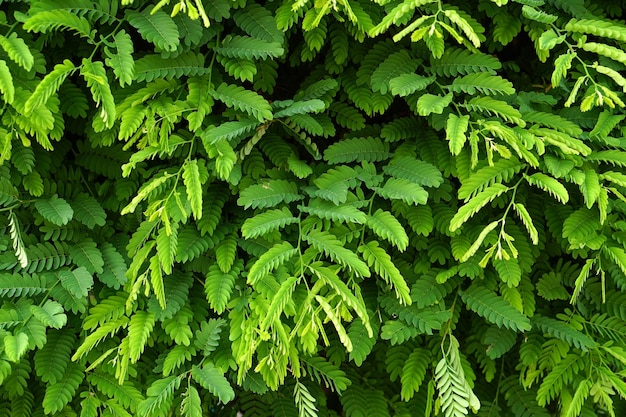 녹색 잎이 벽 배경 녹색 타마 린드 잎 배경