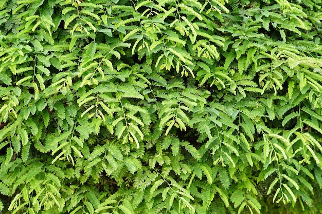 green leaf wall background green tamarind leaf background