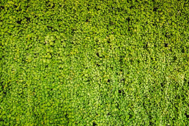 緑の葉の壁の背景