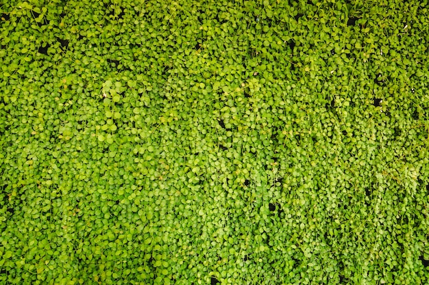 Green leaf wall background