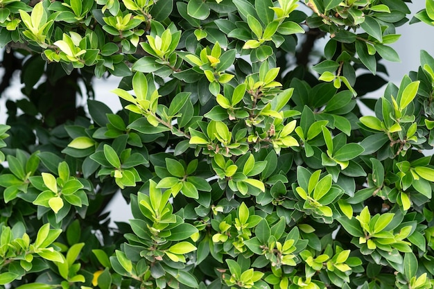 Photo green leaf wall for background