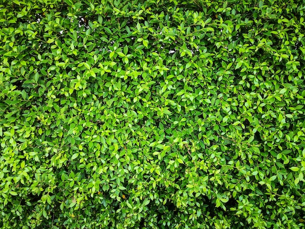 Green leaf wall texture background Environmental freshness wallpaper concept