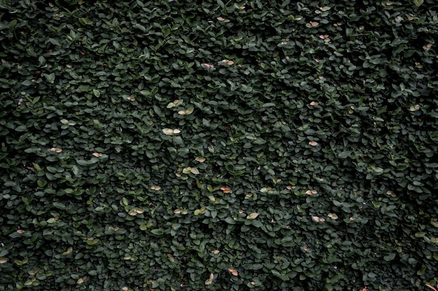 Green leaf wall texture background. Vine on the wall.