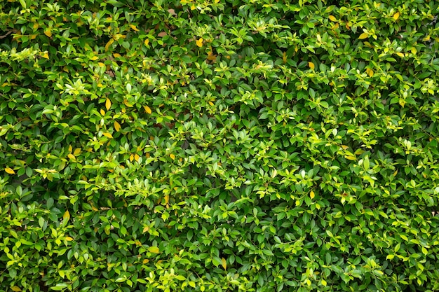 Green leaf wall texture background