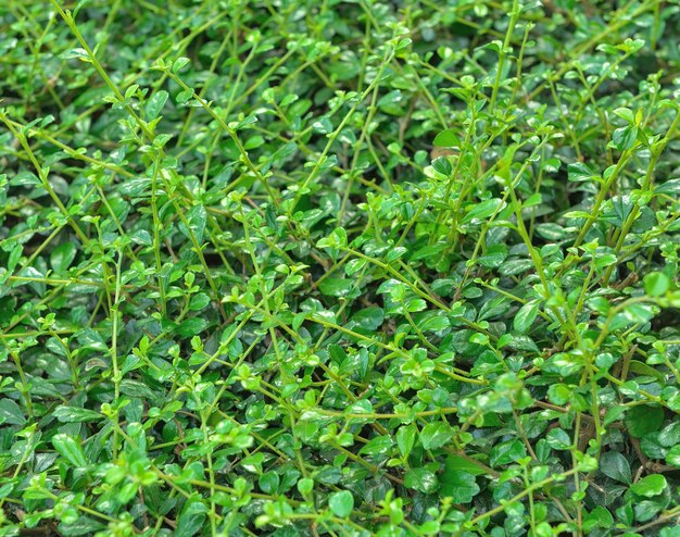 Green leaf wall