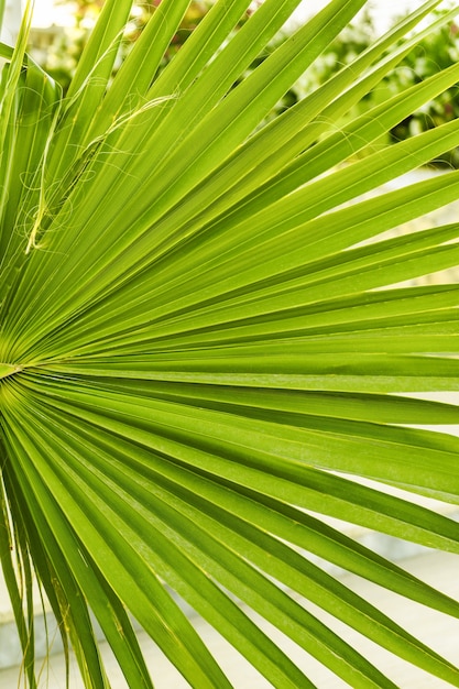 La foglia verde della palma di Washington si chiude sullo sfondo