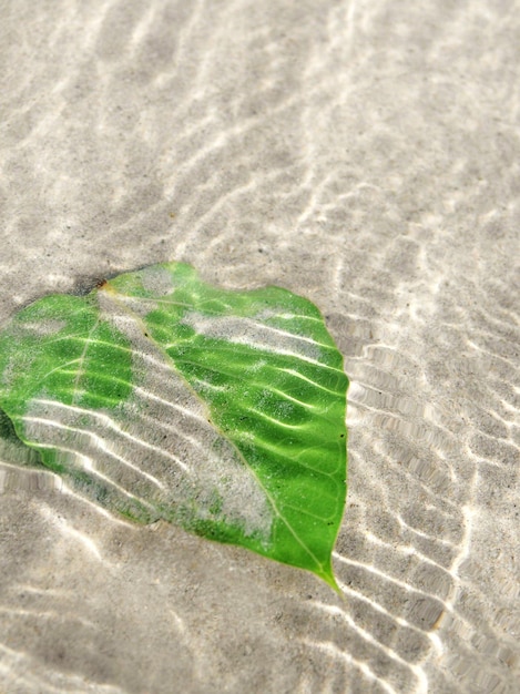 Green leaf under water surface