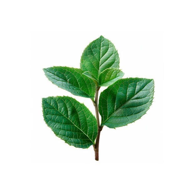 A Green Leaf on White Background Generative AI