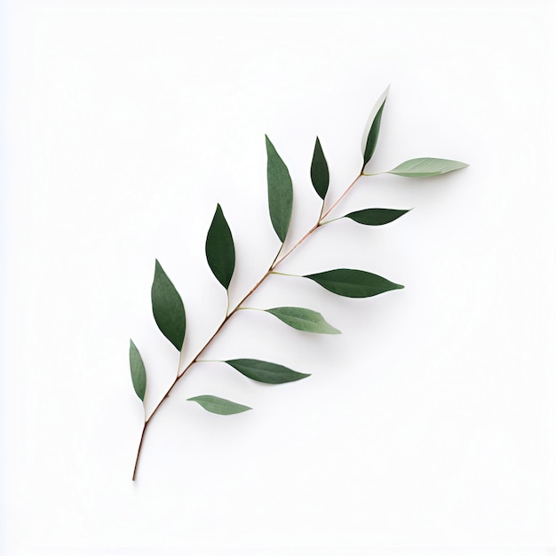 A green leaf on a white background with the word leaves on it.