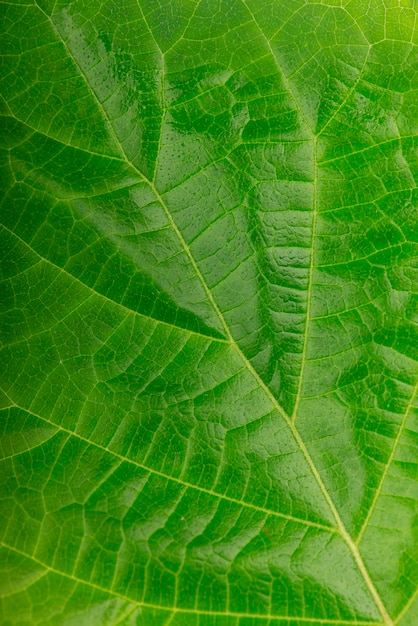 Green leaf on white background young linden leaf