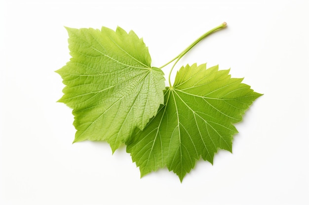 Green leaf on white background young linden leaf