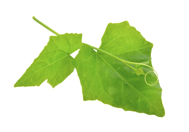 Green leaf on a white background