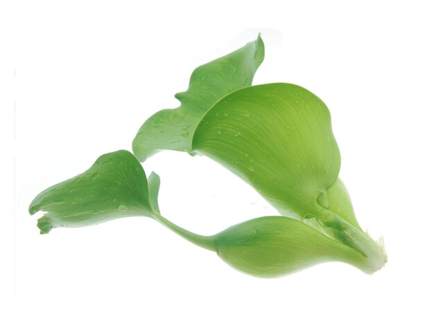 A green leaf on a white background