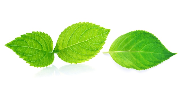 Green leaf on white background