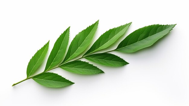 green leaf on white background