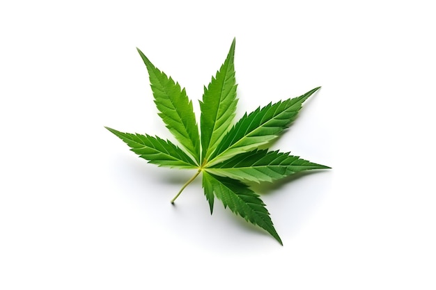 A green leaf on a white background