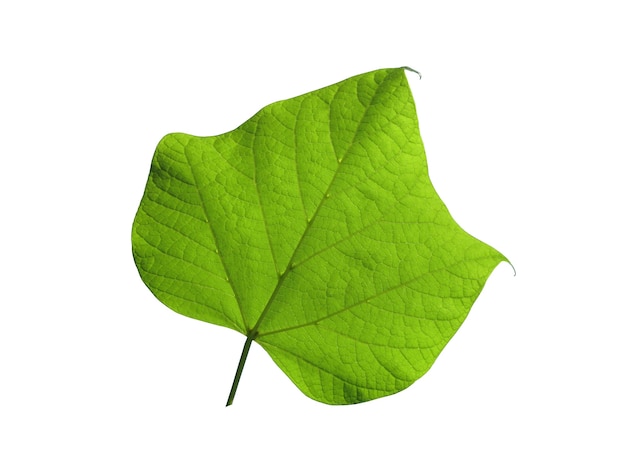 Green leaf on a white isolated on white background