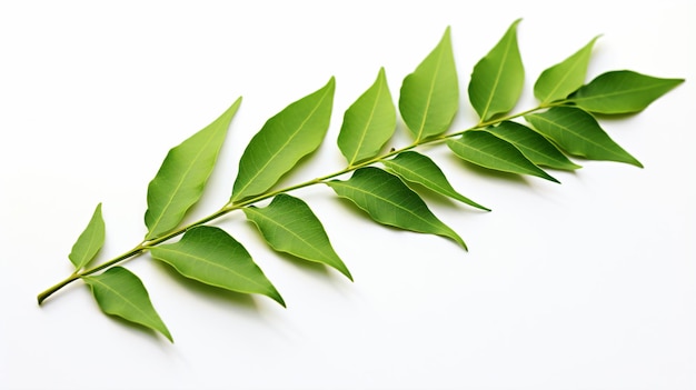 a green leaf on a white surface